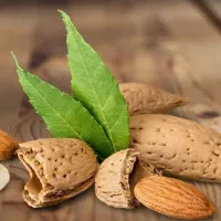 تولید نهال بادام شاهرودی|خدمات باغبانی و درختکاری|سامان, |دیوار