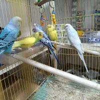 مرغ عشق|پرنده|نقده, |دیوار