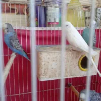 مرغ عشق|پرنده|اهواز, کمپلو جنوبی|دیوار