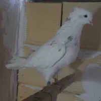 ۳ تا کفتر عطیقه|پرنده|شهریار, شهریار|دیوار