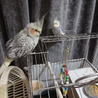عروس هلندی ماده ونر