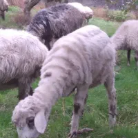 فروش گوسفند نر وماده|حیوانات مزرعه|تالش, جوکندان|دیوار