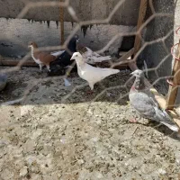 همه پرنده|پرنده|قزوین, |دیوار