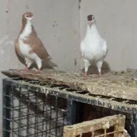 کبوتر جوانه پرشی