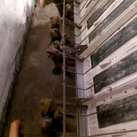 دستگاه نشا دایدونگ سوارشونده|ماشینآلات صنعتی|محمودآباد, |دیوار