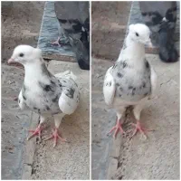 جوجه .کفتر ..  شازده سبز. هما سورور|پرنده|قرچک, میرزائی جنوبی|دیوار