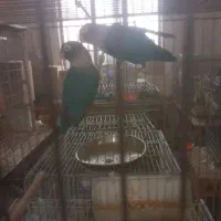 طوطی کوتوله