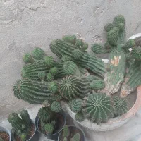 گل کاکتوس