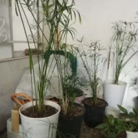 گل نخل مرداب...وپتوس|گل و گیاه طبیعی|سبزوار, فیاض|دیوار