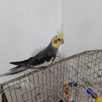 عروس هلندی نر بالغ