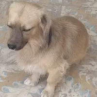 سگ پاکوتاه|سگ|تربت جام, المهدی|دیوار