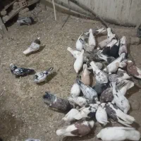 کفتر تهرانی