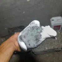 فروشی دوتاش ۲۵۰۰تومن|پرنده|کهنوج, |دیوار