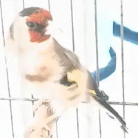 سهره ماده کار داده مست تاتی بده