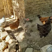 جوجه مرغ بزرگ مرغ وخروسیش معلومه سالموسرحال|حیوانات مزرعه|تربت‌حیدریه, پائین ولایت|دیوار