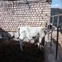 گوساله نر سیمینتال.درجه یک