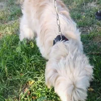 سگ زیبا عال.یی|سگ|گرگان, |دیوار