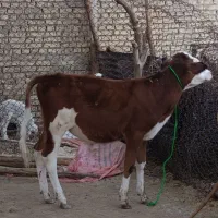 گوساله نر دورگ سیمنتال
