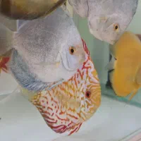 ماهی دیسکس کلکسیونی|ماهی|تهران, شهرک رضویه|دیوار