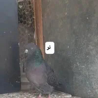 کفتر سیاه نر