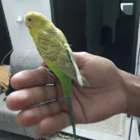 مرغ عشق نر