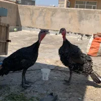 بوقلمون ۶ماهه