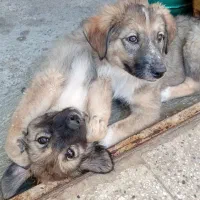 توله سگ سرابی