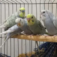 مرغ عشق رینبو