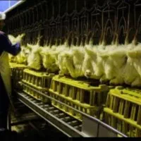 کشتارگاه مرغ|استخدام صنعتی، فنی، مهندسی|کرمانشاه, |دیوار