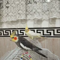 عروس هلندی نر وماده