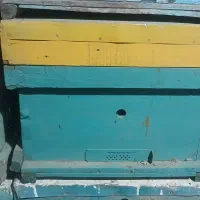 کندو خالی در حد|لوازم جانبی حیوانات|صحنه, |دیوار