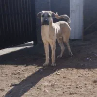 سگ از خونه رفته