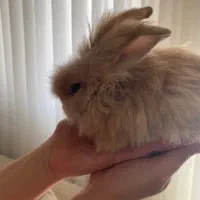 خرگوش مینی لوپ با تمام لوازم