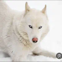 هاسکی همه چی تموم30تومان