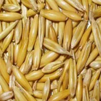 خریدار جو بذری به مقدار ۱۲ تن