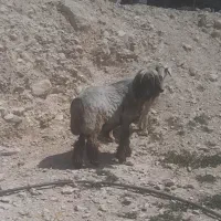 نرمیش داشتی