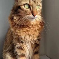 ۲ عدد گربه DLH مو بلند خانگی دختر‌ عقیم شده