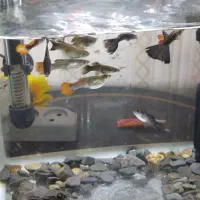 آکواریوم تعدا محدود همراه با ماهی|ماهی|آبادان, |دیوار