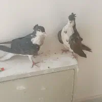 کبوتر دمگیر دولا وشیرین پر