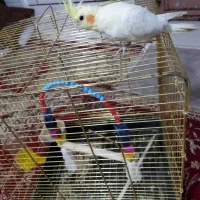 یک عروس هلندی باقفس