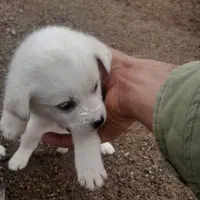 سگ پاکوتاه نژاد دار مناسب نگهداری|سگ|زنجان, |دیوار