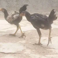 یه جفت جوجه لاری آس|حیوانات مزرعه|آشخانه, |دیوار