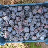 الو بخارا  ،،الو رسمی