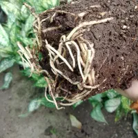 گل طبیعی آگلونما برفی گلدون ۱۴|گل و گیاه طبیعی|زرگرشهر, |دیوار