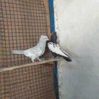 کفتر سینه|پرنده|شیراز, گلشن|دیوار