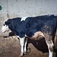 گوساله|حیوانات مزرعه|نظر کهریزی, |دیوار