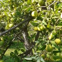 فروش سیب روی درخت