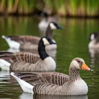 فروش یک جفت غاز