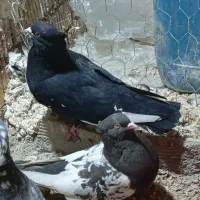 جفت سینه|حیوانات|داراب, |دیوار