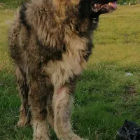 واگذاری حیوان خانگی|سگ|لنگرود, |دیوار